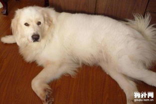 懷孕后養(yǎng)寵物貓注意事項,養(yǎng)寵物的注意事項,養(yǎng)寵物狗的注意事項