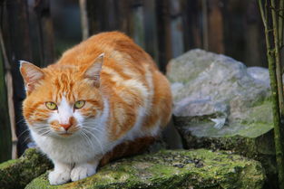 養(yǎng)家貓注意事項