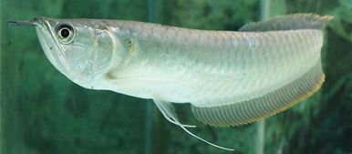 楊銀龍魚得注意事項