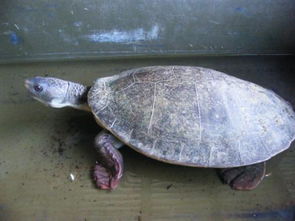 要注意,放生,事項