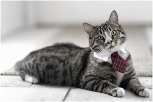 貓咪,注意事項(xiàng),尿管