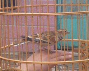 百靈雛鳥的飼養(yǎng)及注意事項(xiàng)