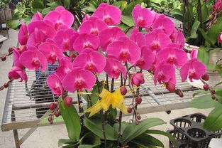 開花期,蝴蝶蘭,注意事項(xiàng)