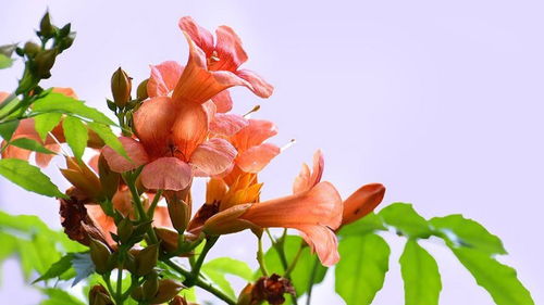 凌霄花移栽注意事項(xiàng)