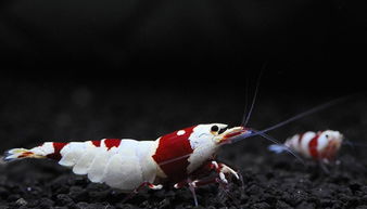 水晶蝦養(yǎng)殖及注意事項(xiàng)