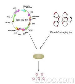 病毒轉(zhuǎn)染注意事項