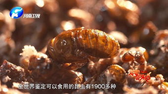 吃知了注意事項(xiàng)猴