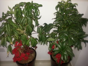 巴西,養(yǎng)殖,注意事項,方法