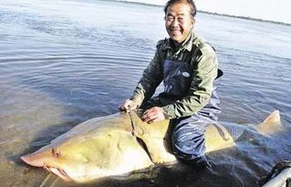 中華鱘觀賞魚和吃的中華鱘一樣嗎,吃中華鱘注意事項(xiàng),中華鱘養(yǎng)殖注意事項(xiàng)