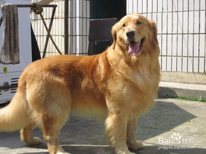 養(yǎng)成金毛的注意事項(xiàng)