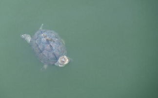 放生的時間和注意事項,放生甲魚的注意事項,放生注意事項放生地點