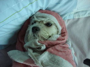 4個(gè)月小狗注意事項(xiàng)