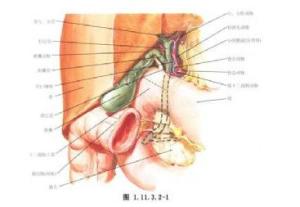 膽總管囊腫注意事項