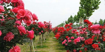 樹狀月季春季注意事項(xiàng)