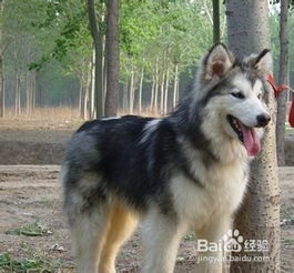 美國阿拉斯加注意事項