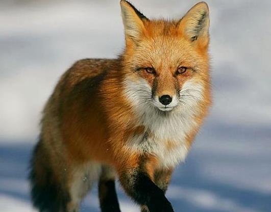 第一次佩戴水晶注意事項,開光水晶佩戴注意事項,金牛座水晶佩戴注意事項