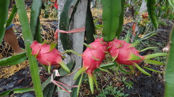 火龍果開花注意事項