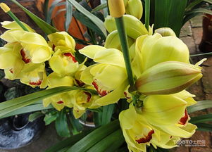 養(yǎng)殖,注意事項,方法,枙子花