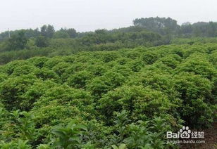苗木考察注意事項,苗木種植注意事項,苗木選擇注意事項