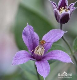 剛買的鐵線蓮注意事項(xiàng)