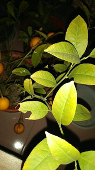 樹苗,芒果,移植,注意事項