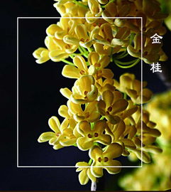 注意事項(xiàng),施豬糞水