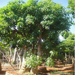 注意事項(xiàng),種秋英花