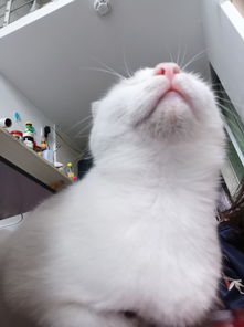 養(yǎng)家貓注意事項有哪些,養(yǎng)家貓的注意事項,養(yǎng)幼貓的注意事項