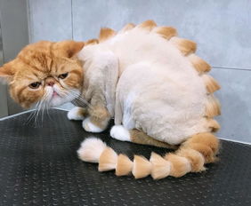 貓咪剃毛后注意事項