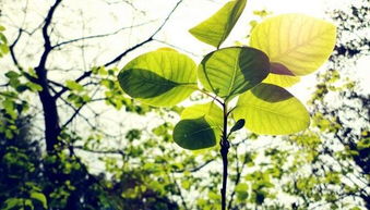 聽大悲咒的注意事項(xiàng)