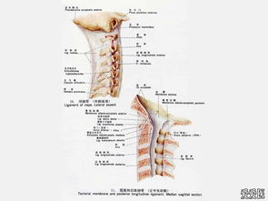 解剖,局部,注意事項