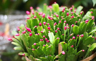 蟹抓蘭花蕾期注意事項