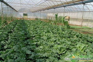 生鮮蔬菜分揀注意事項,蔬菜配送注意事項,蔬菜移栽方法和注意事項