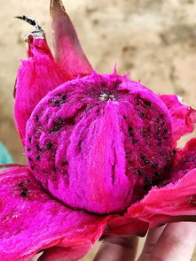 火龍果的注意事項,火龍果食用注意事項,火龍果種植注意事項