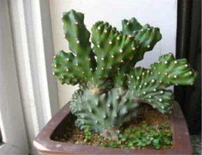 麒麟掌的繁殖方法注意事項,彩色麒麟掌的養(yǎng)殖方法和注意事項,花卉麒麟掌的養(yǎng)殖方法和注意事項