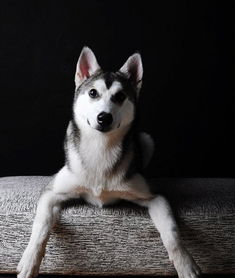 哈士奇幼犬飼養(yǎng)注意事項(xiàng),哈士奇喂養(yǎng)注意事項(xiàng),購買哈士奇注意事項(xiàng)