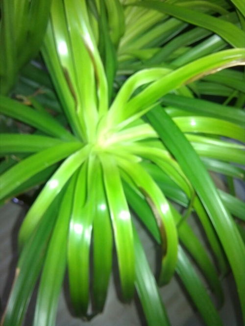 金邊,養(yǎng)殖,注意事項(xiàng),方法