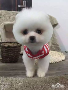 室外,養(yǎng)狗,注意事項(xiàng),夏天