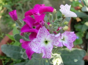 給洋地黃前需注意事項