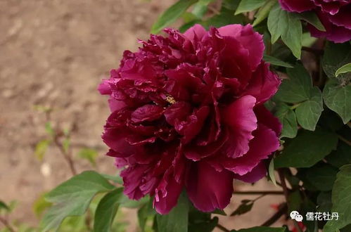 催花牡丹花期管理,仙客來花期管理注意事項(xiàng),甜玉米花期管理及注意事項(xiàng)