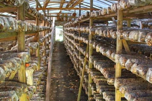 香菇養(yǎng)菌的注意事項,香菇菌棒接種注意事項,蒸香菇菌袋注意事項