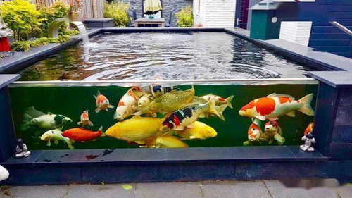 草缸養(yǎng)錦鯉的注意事項(xiàng)?,小缸養(yǎng)錦鯉的注意事項(xiàng),冬季缸養(yǎng)錦鯉注意事項(xiàng)