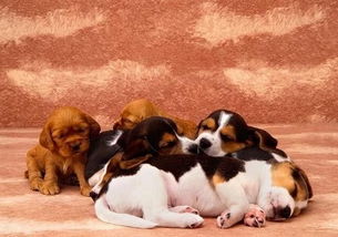 小狗來(lái)月經(jīng)注意事項(xiàng)