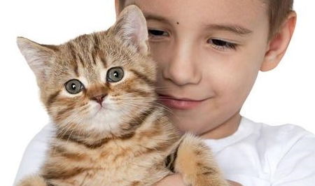 家有小孩養(yǎng)貓有什么注意事項(xiàng),初學(xué)者養(yǎng)貓注意事項(xiàng),養(yǎng)貓常識(shí)及注意事項(xiàng)