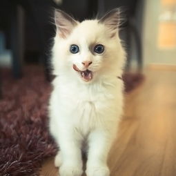 冰箱清潔以及使用的注意事項,面部清潔后注意事項,玻璃的清潔流程及注意事項