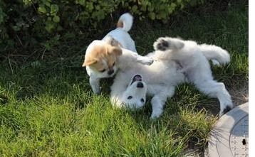 養(yǎng)狗,注意事項,懷孕后