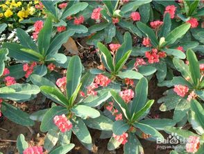 木麒麟養(yǎng)殖方法和注意事項(xiàng)