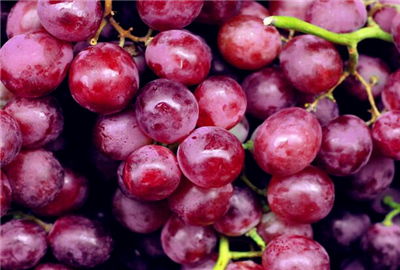 種植葡萄注意事項,葡萄養(yǎng)殖方法和注意事項,葡萄移植后注意事項