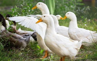 養(yǎng)殖,注意事項(xiàng)