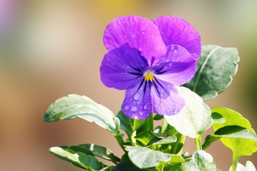 接種,注意事項(xiàng),方法